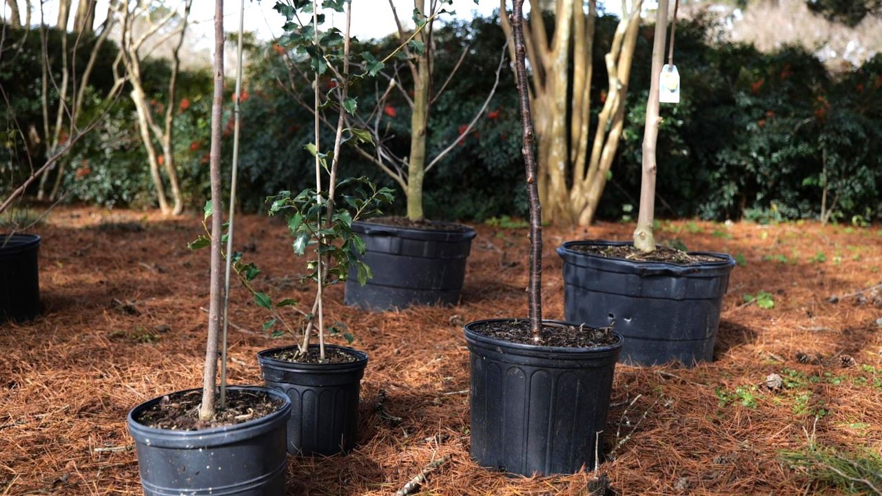 Get It Growing: This is a great time to plant trees 